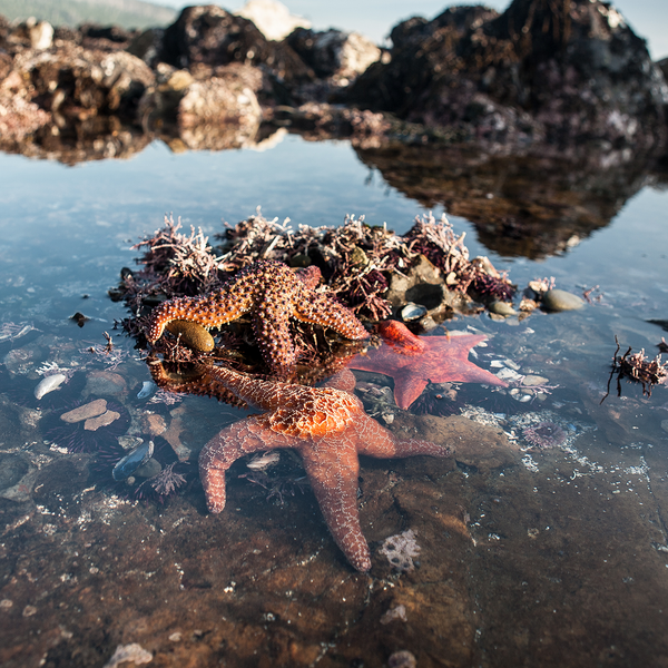 Ocean Critters at Zuma Beach